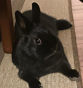 嵐莉菜の飼っているウサギ
